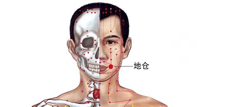 地倉穴位置|人體穴位大全——地倉穴：口眼歪斜、面神經麻痹、三。